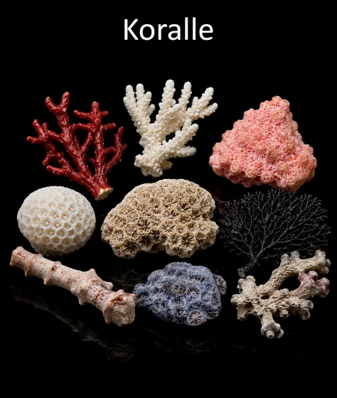 Koralle (Varietäten)